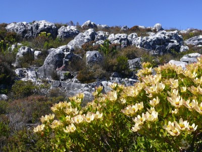 2, Tafelberg,Leucodendron tinctum.jpg