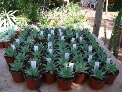 17,SA,Aloe polyphylla.jpg