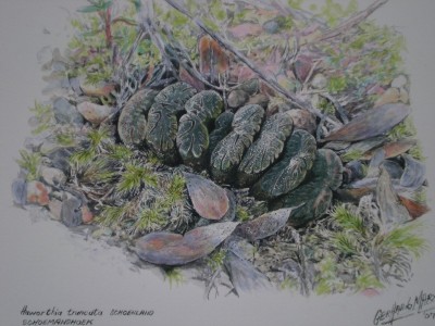 13,SA,Haworthia truncata, Zeichnung G.Marks.jpg