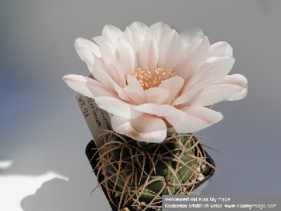 Gymnocalycium ritterianum WR 126 2010 Juli24 025_klein.jpg