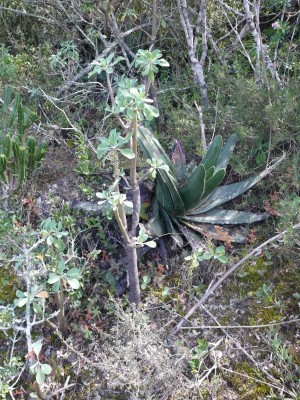 8,Othonna spec., Gasteria.excelsa.jpg