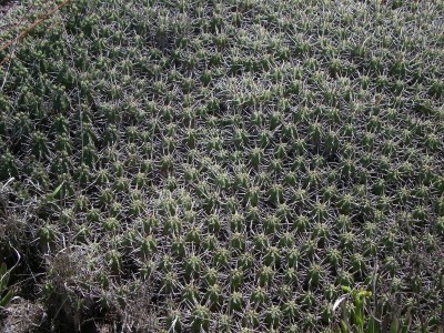 2,Euphorbia feroxform.jpg