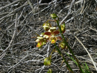 17,Orchis spec.(Jolopha).jpg