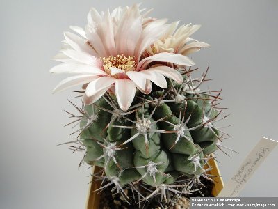 Gymnocalycium mostii 2010 Juli29 051_klein.jpg