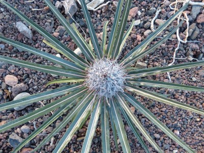 Pachypodium mikea (800x600).jpg