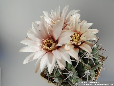 Gymnocalycium mostii 2010 Juli29 053_klein.jpg