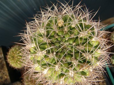 Gymnocalycium saglionis 2a.JPG