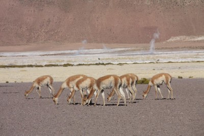 Vicunas