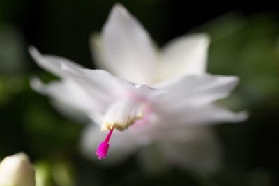 Schlumbergera X weiß WB20151108 150305.jpg