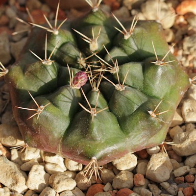 VoS_09-525_Gymnocalycium_anisitsii .JPG