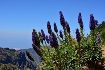 Echium candicans