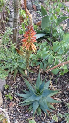 Aloe microstigma (454x800).jpg