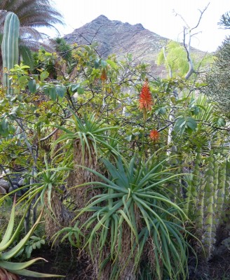 Aloe soccotrina (655x800).jpg