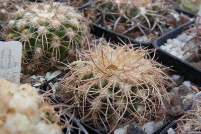 Discocactus_bahiensis_var_gracilis_MH637_RIMG1311.jpg