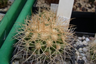 Discocactus_albispinus_HU390_Ableger_RIMG1323.jpg