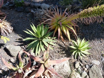 Agave dasylirioides (800x600).jpg