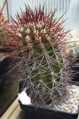 Copiapoa_spec_GMel_RIMG1511b.jpg