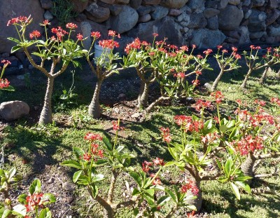 Pachypodium baronii blühend (800x622).jpg