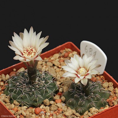 VoS_10-681_Gymnocalycium_quehlianum.JPG