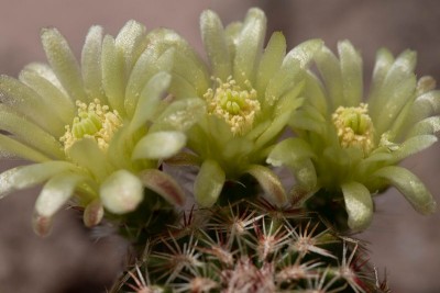 Echinocereus viridiflorus WB20210610 124237.jpg