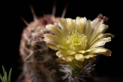 Echinocereus viridiflorus WB20210610 125317.jpg