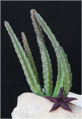 Stapelia 19 vetula5 klein.JPG