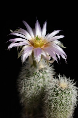 Echinocereus reichenbachii WB20210614 180249.jpg