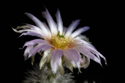 Echinocereus reichenbachii WB20210614 180514.jpg