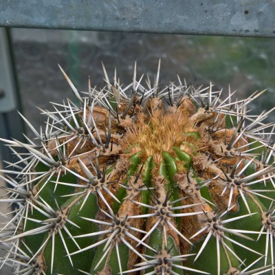 pachycereus pringlei.jpg