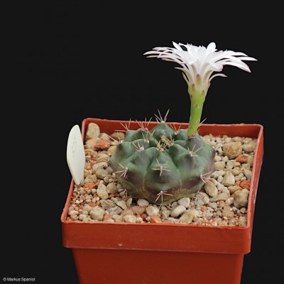 VoS_09-525_Gymnocalycium_anisitsii.JPG