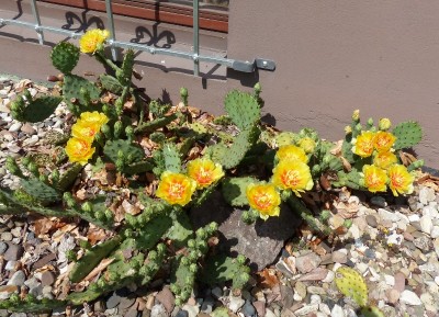 Opuntia spec. Utah.jpg