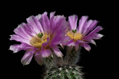 Echinocereus reichenbachii albispinus WB 1.jpg