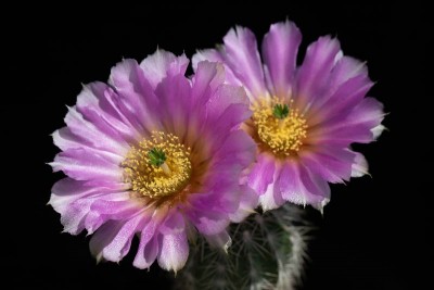 Echinocereus reichenbachii albispinus WB 2.jpg