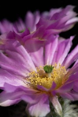 Echinocereus reichenbachii albispinus WB 3.jpg