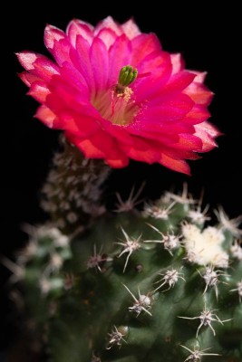 Echinocereus triglochidiatus f. inermis X 'Panayotii' WB 1.jpg