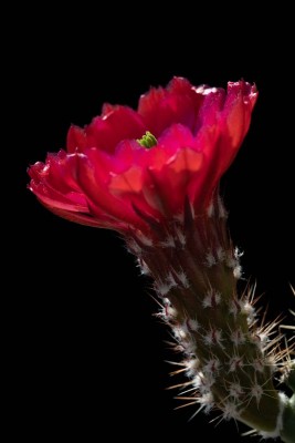 Echinocereus triglochidiatus f. inermis X 'Panayotii' WB 2.jpg