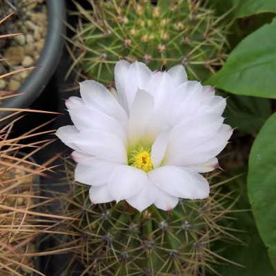 Acantocalycium violaceum.jpg