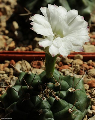 VoS_09-525_Gymnocalycium_anisitsii_[2].JPG