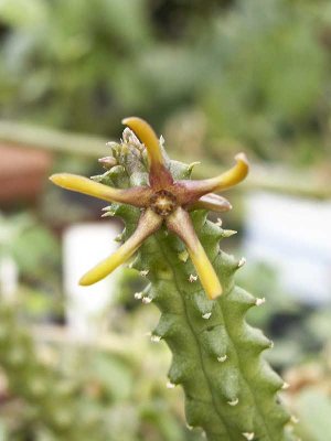 echidnopsis-3361.jpg