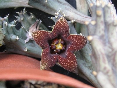 Huerniopsis decipiens