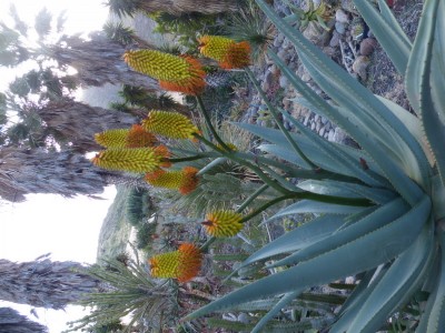 Aloe spectabilis.JPG