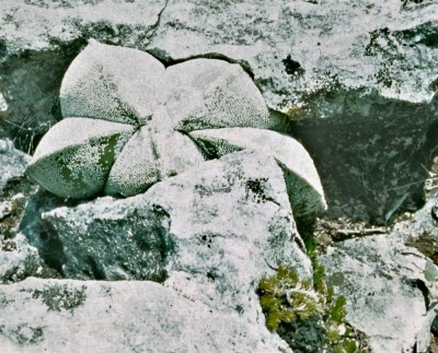 Astrophytum myriostigma (3).jpg