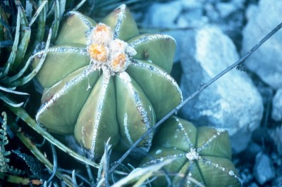 Astrophytum myriostigma nudum (2).jpg