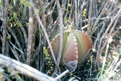 Astrophytum myriostigma nudum.jpg
