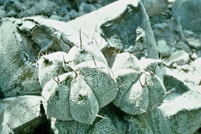 Astrophytum myriostigma with spines.jpg