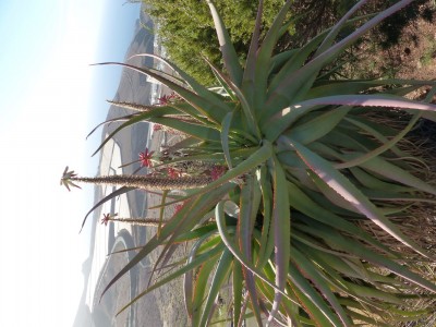 Aloe Hybride 2.JPG
