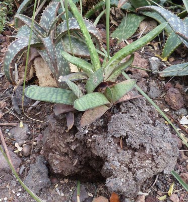 Gasteria auf Lava.JPG