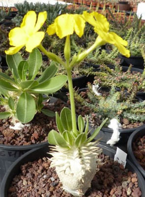 Pachypodium enigmaticum.jpg