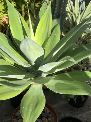 Agave attenuata.jpeg