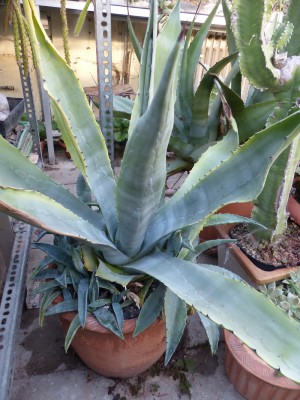 Agave americana.JPG